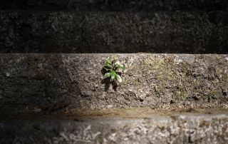 A small green plant growing between weathered concrete steps, symbolizing resilience and hope in challenging environments.