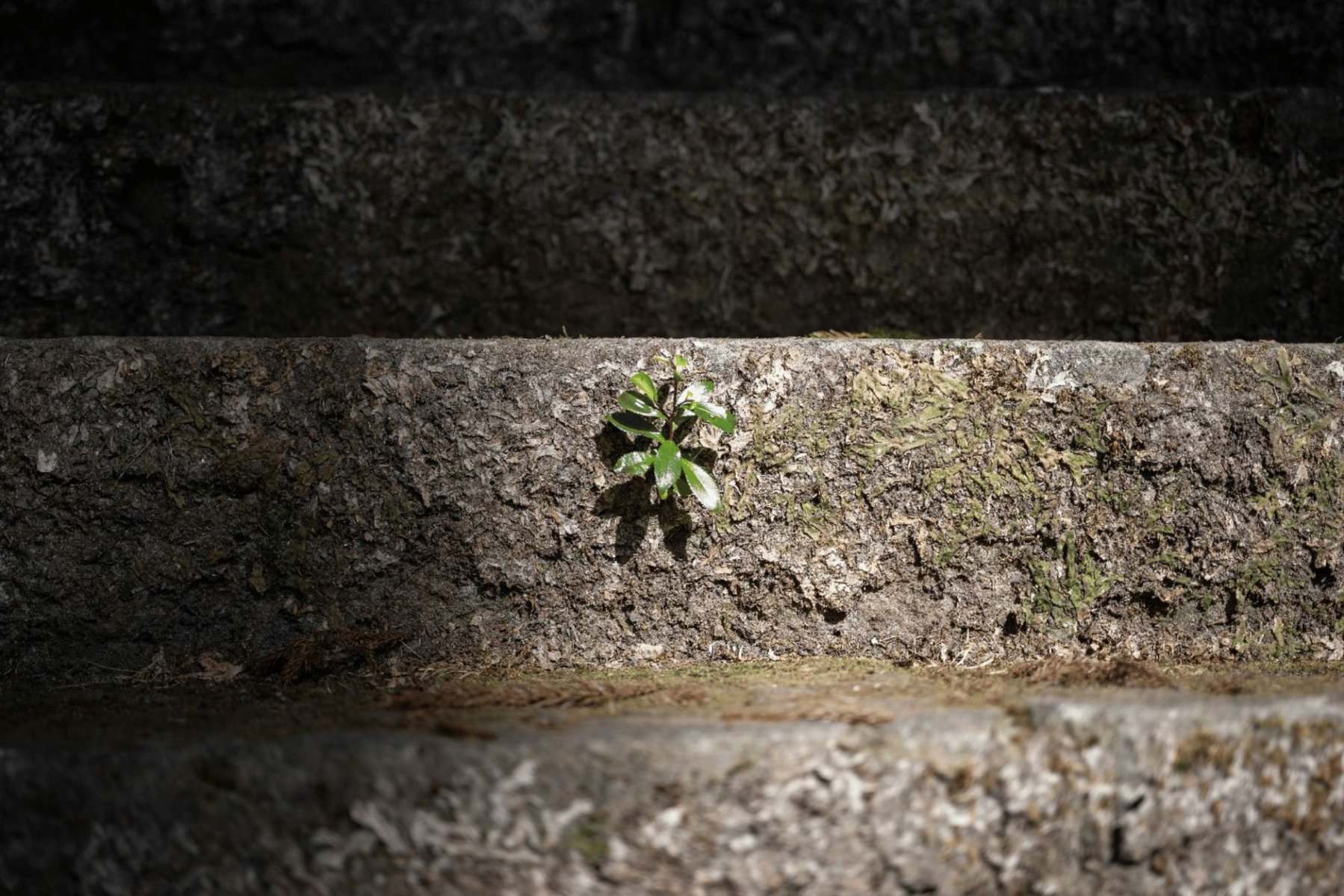 A small green plant growing between weathered concrete steps, symbolizing resilience and hope in challenging environments.