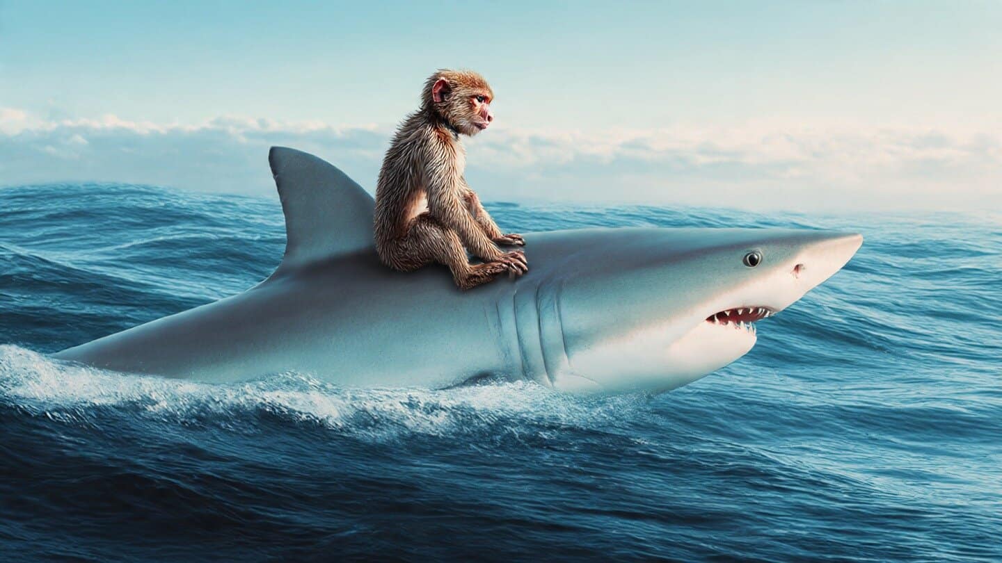 A monkey sitting on a shark's back in the ocean, symbolizing teamwork and trust in challenging situations.